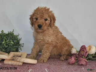 Goldendoodle dogs for sale: Marla - Ad 1