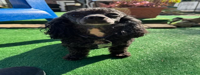 Onyx