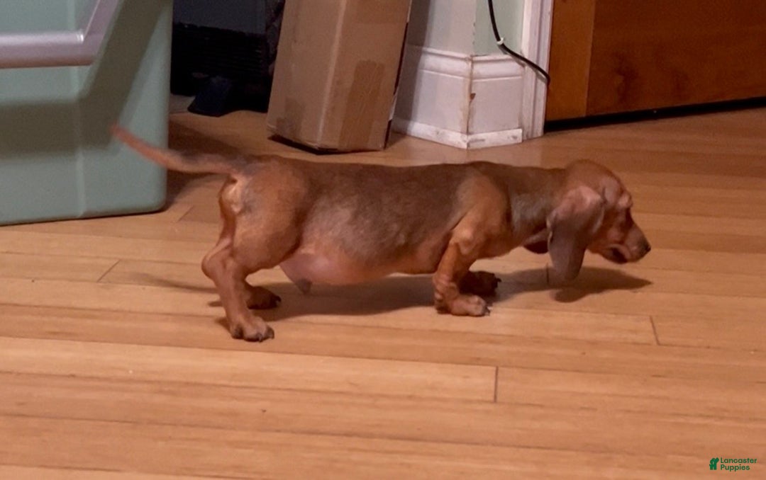 Miniature Dachshund dogs for sale: Miniature Dachshund red smooth - Ad 7