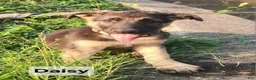 German Shepherd dogs for sale: German Shepherd 5 - Ad 1