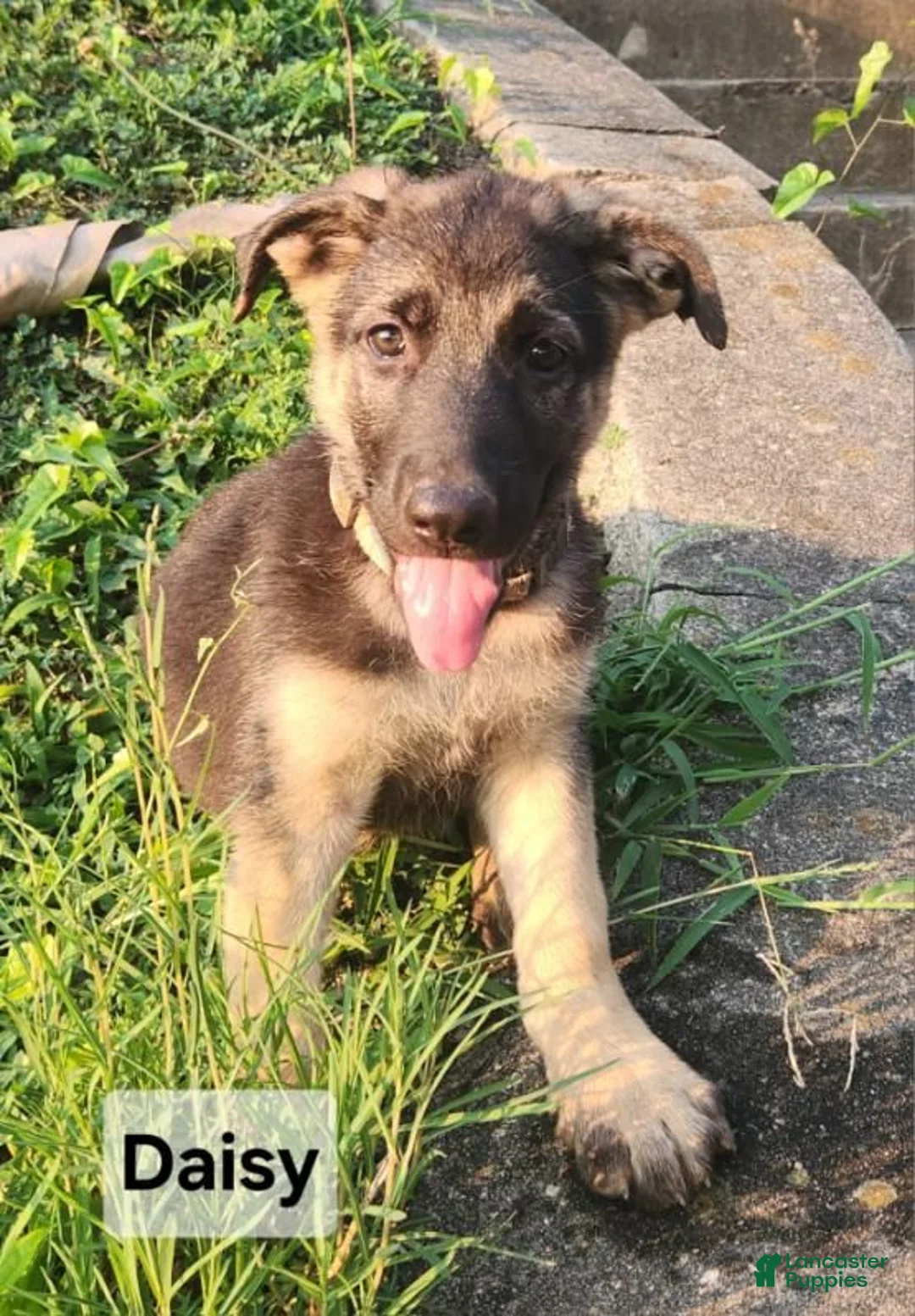 German Shepherd dogs for sale: German Shepherd 5 - Ad 1