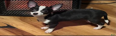 Chihuahua Puppy 1