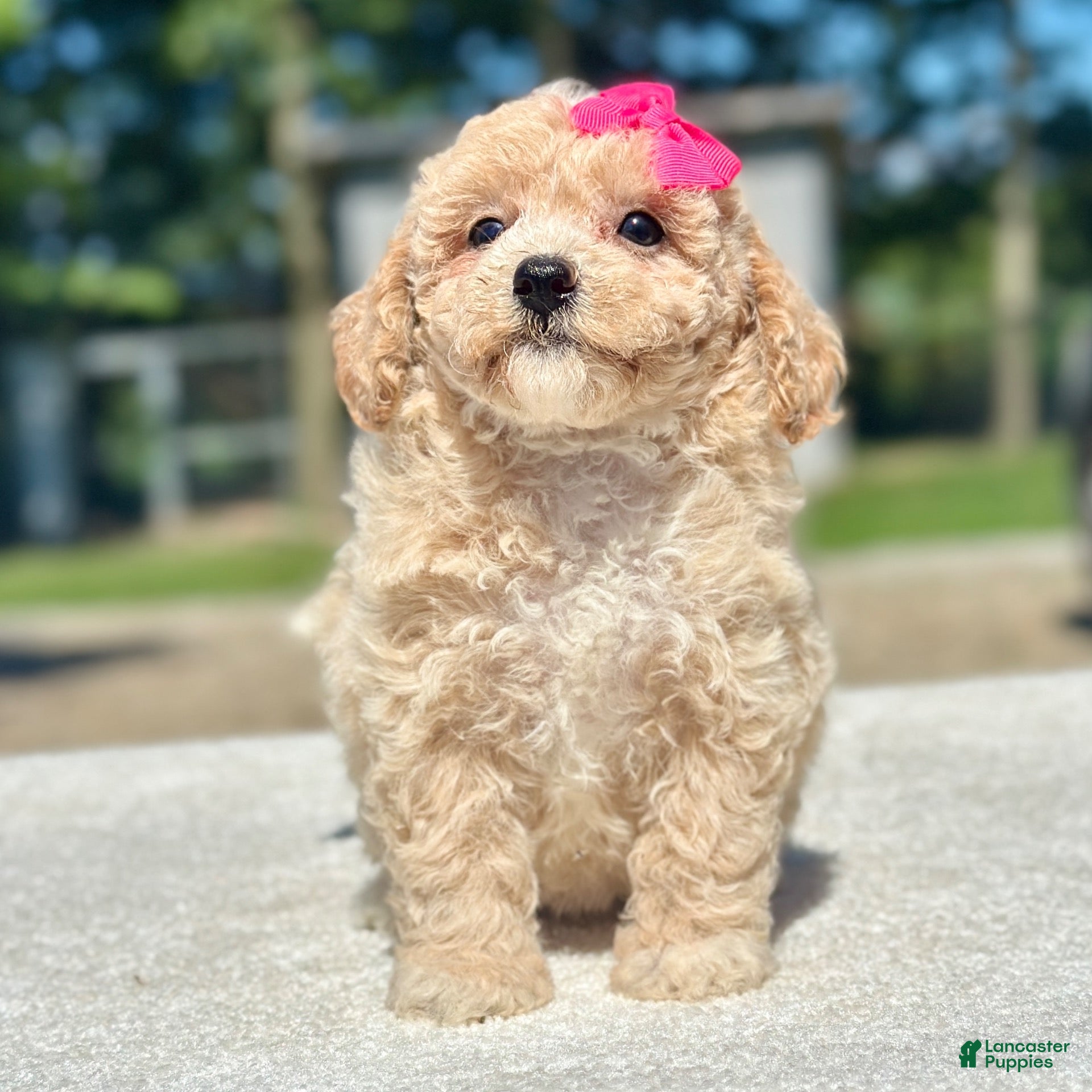Maltipoo dogs Sweetie  - Ad 2