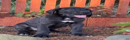 Great Dane dogs for sale: Philip Great Dane  - Ad 9