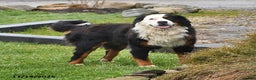 Bernese Mountain Dog dogs for sale: Jane - Ad 12