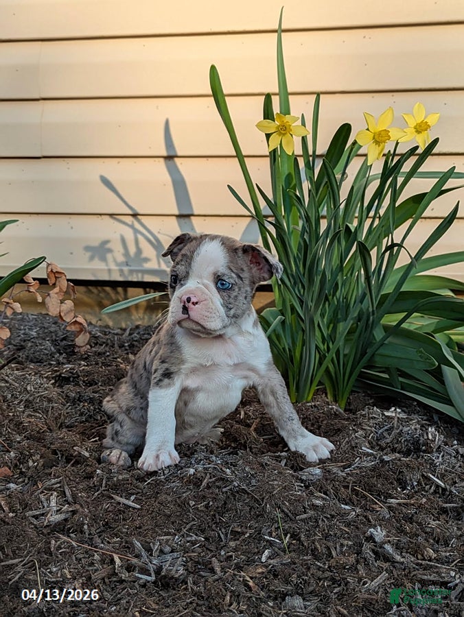 Boston Terrier dogs Candy - Ad 2