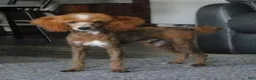 Cavapoo dogs for sale: Artie - Ad 7