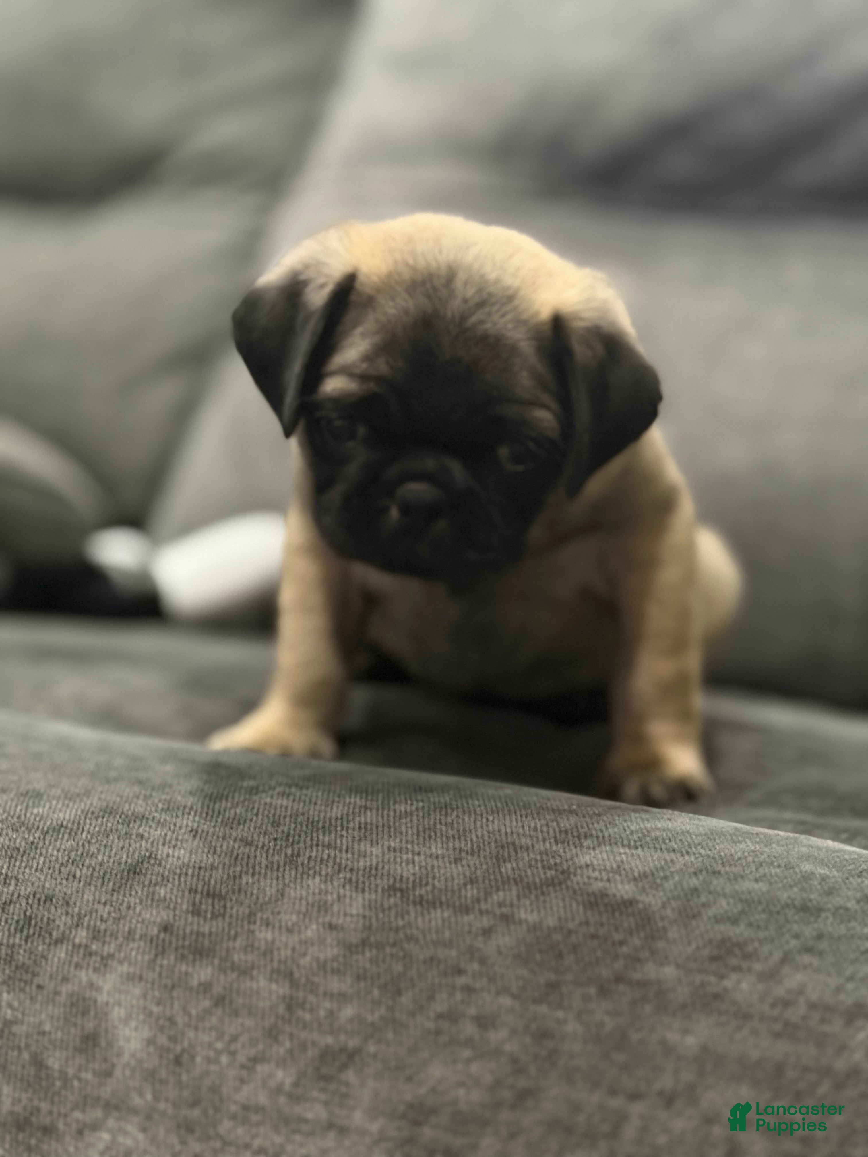Pug dogs Jackson - Ad 1