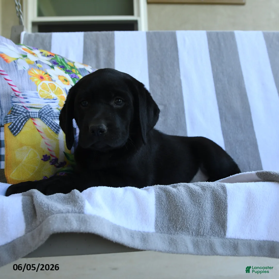 Labrador Retriever dogs for sale: Lotty - Ad 3