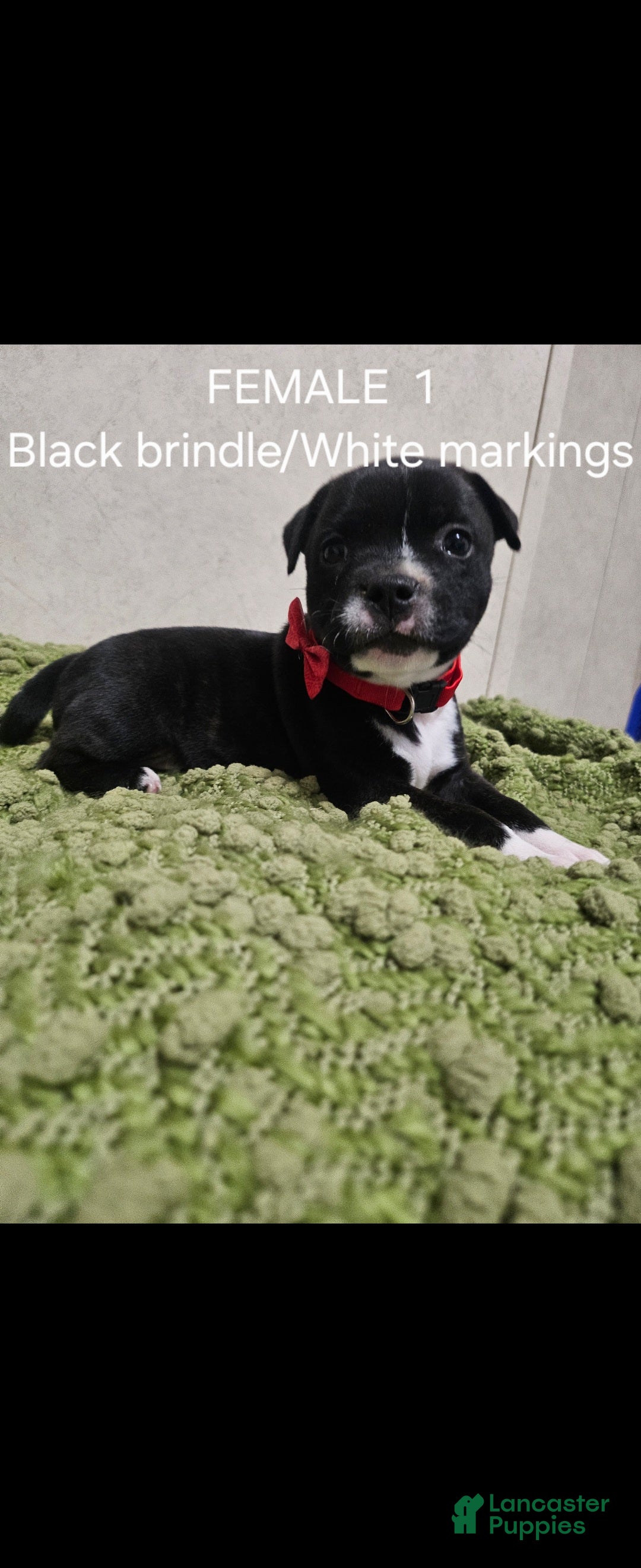 Staffordshire Bull Terrier dogs Staffordshire Bull Terrier 7 - Ad 1