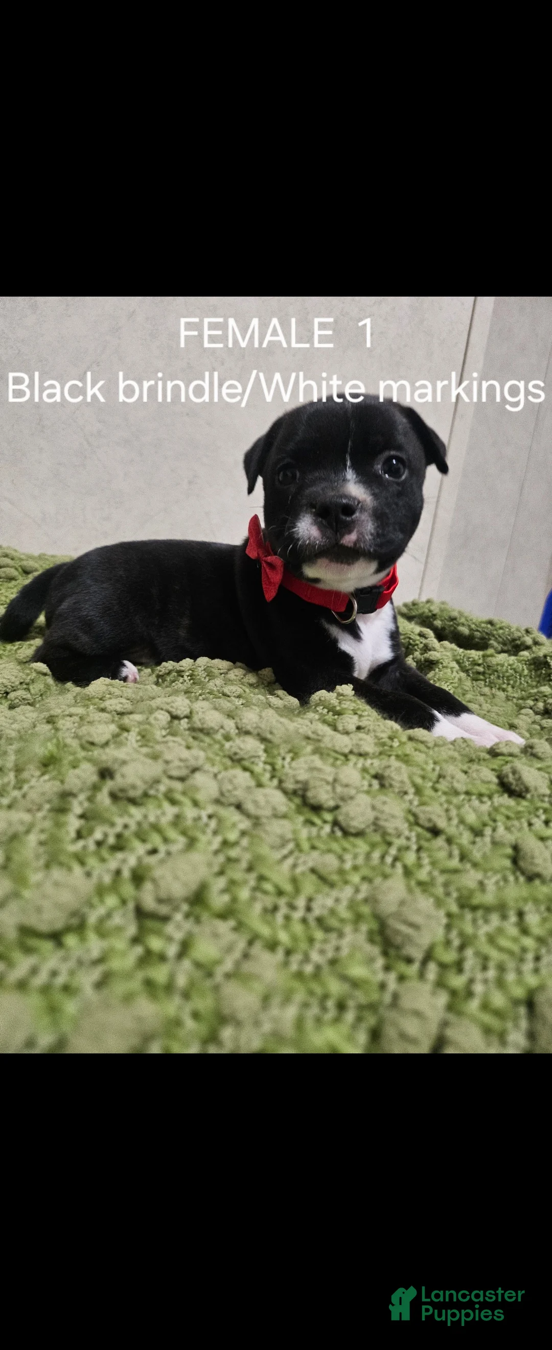 Staffordshire Bull Terrier dogs for sale: Staffordshire Bull Terrier 7 - Ad 1
