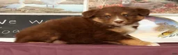 Miniature Australian Shepherd dogs for sale: Sheila - Ad 4