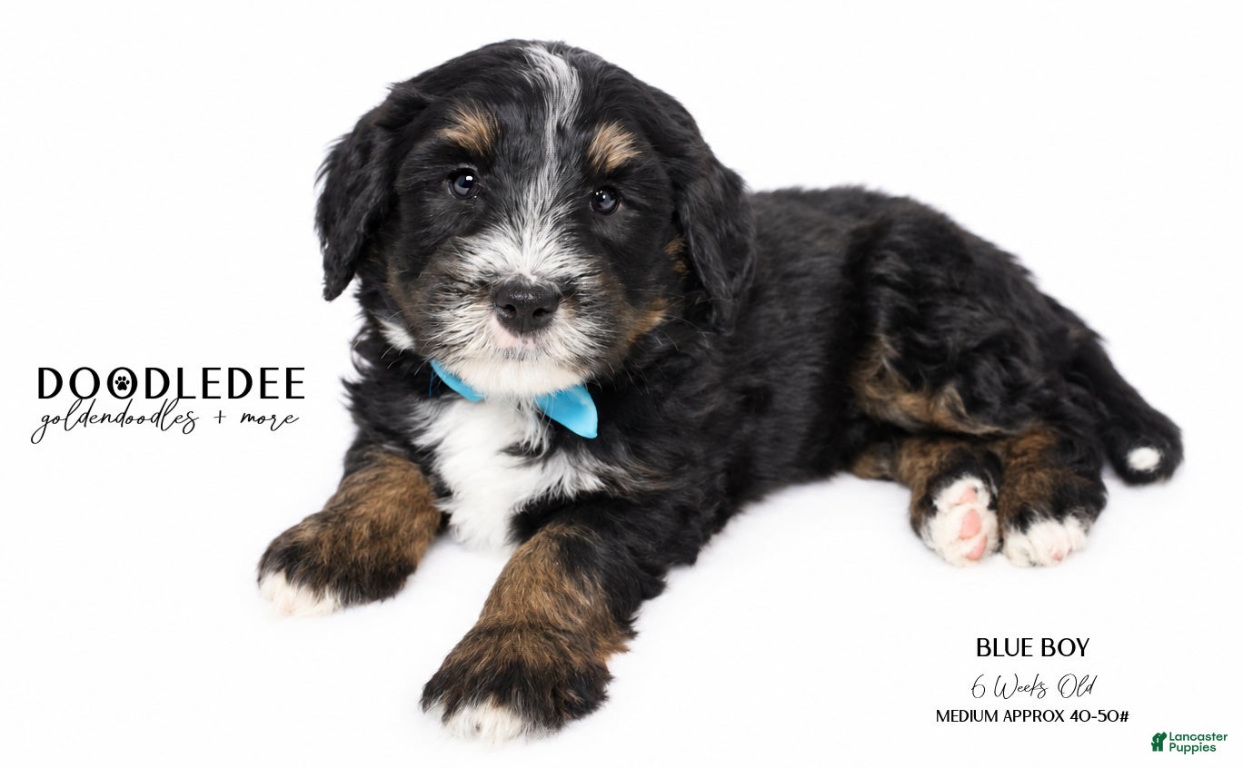 Bernedoodle dogs MULTI GEN Bernedoodle Puppy - Ad 1