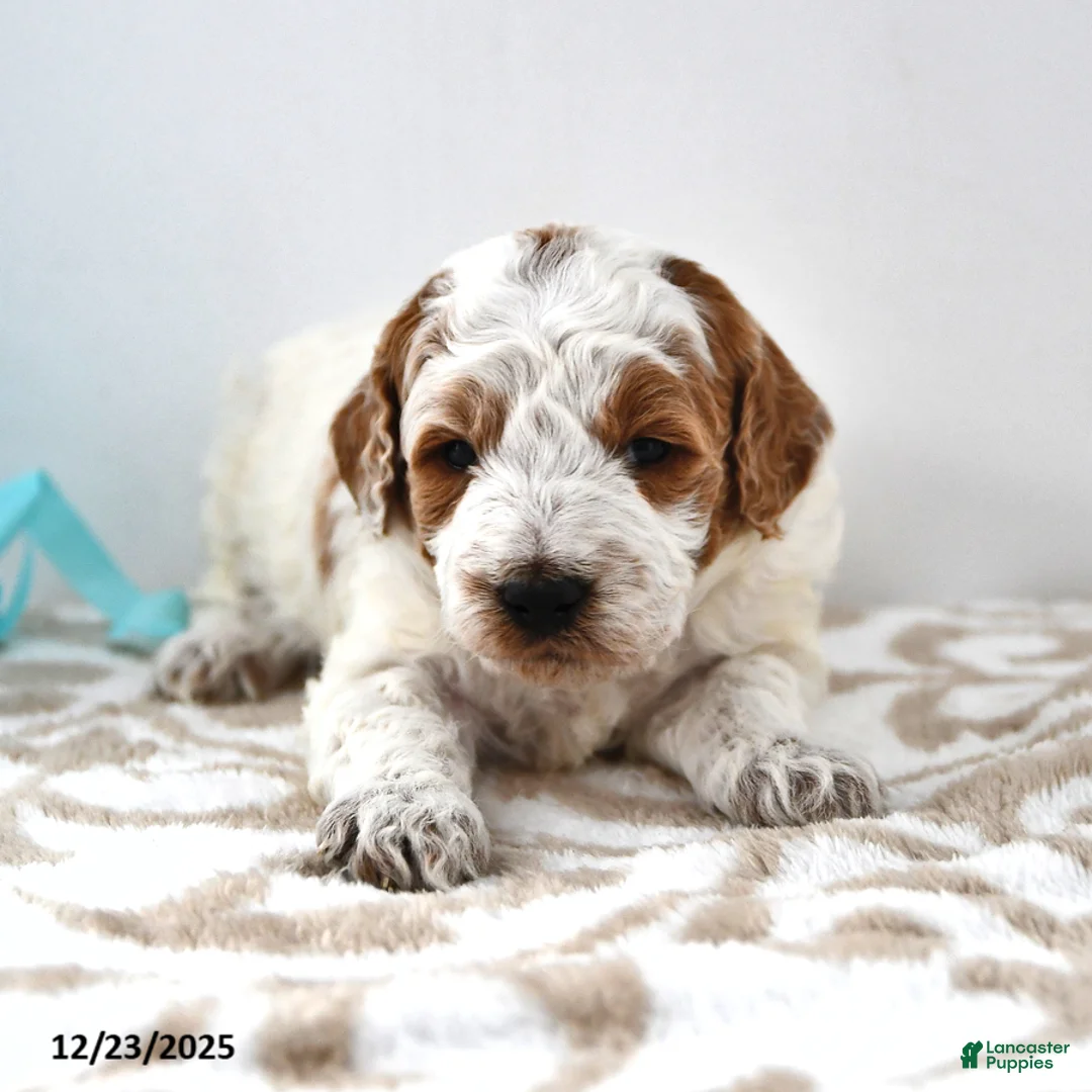 Mini Goldendoodle dogs for sale: Captain - Ad 13