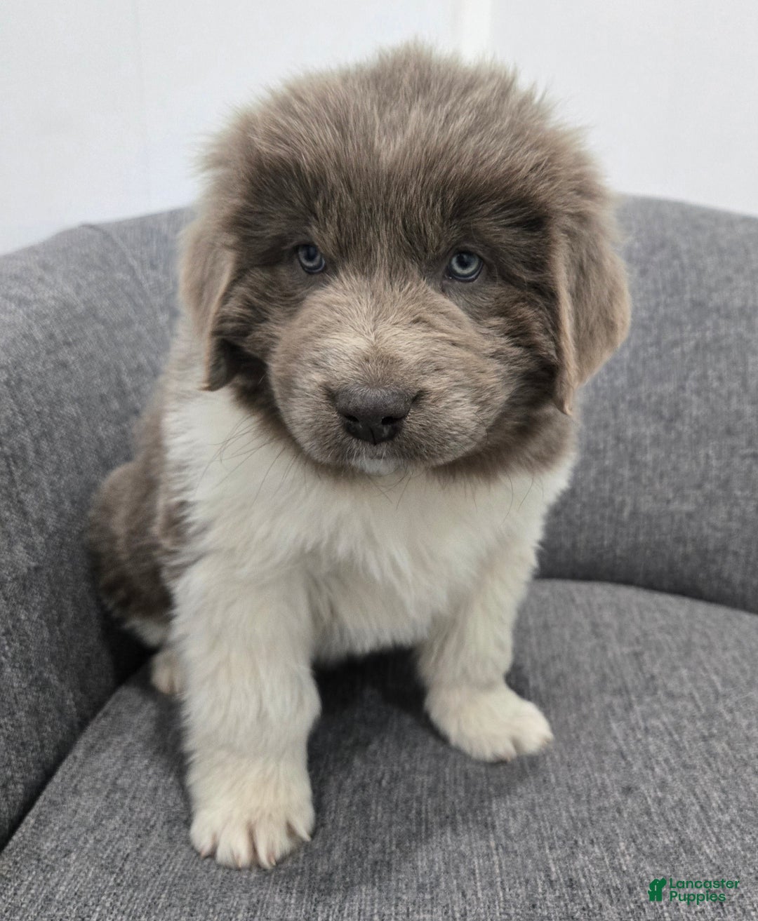 Newfoundland dogs for sale: Bella - Ad 4