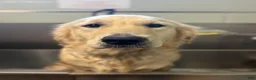 Golden Retriever dogs for sale: Blue Male - Ad 5