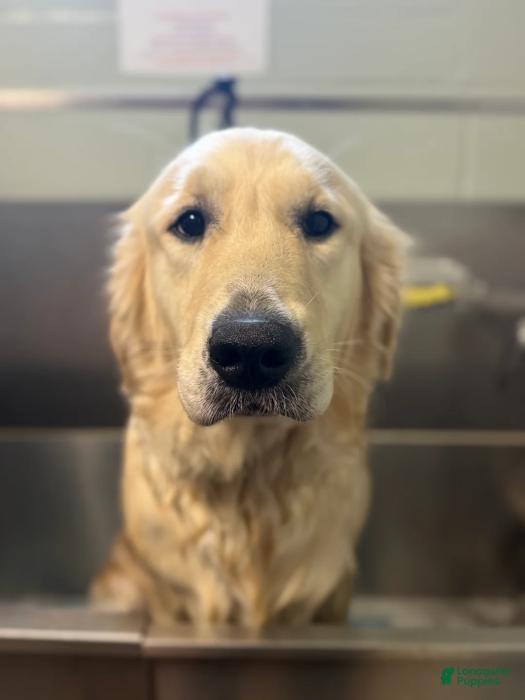 Golden Retriever dogs for sale: Blue Male - Ad 5