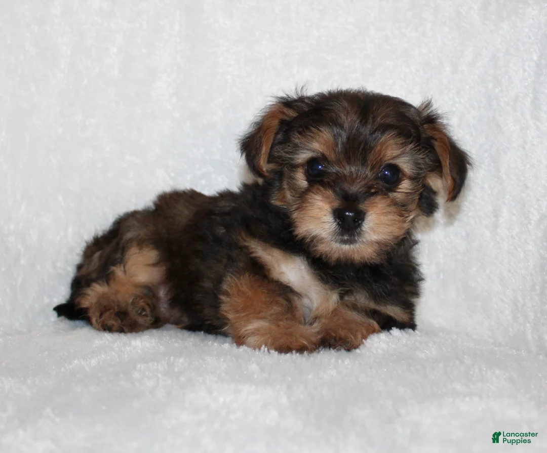 Yorkiepoo dogs for sale: Kilo - Ad 4