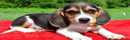 Beagle dogs for sale: Hector - Ad 2