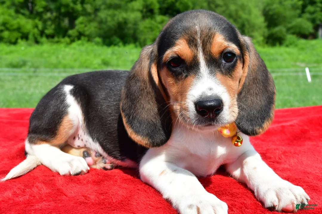 Beagle dogs for sale: Hector - Ad 2