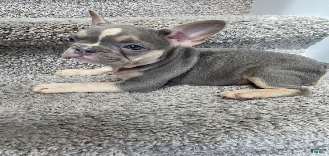 Gallery Image {{count}}