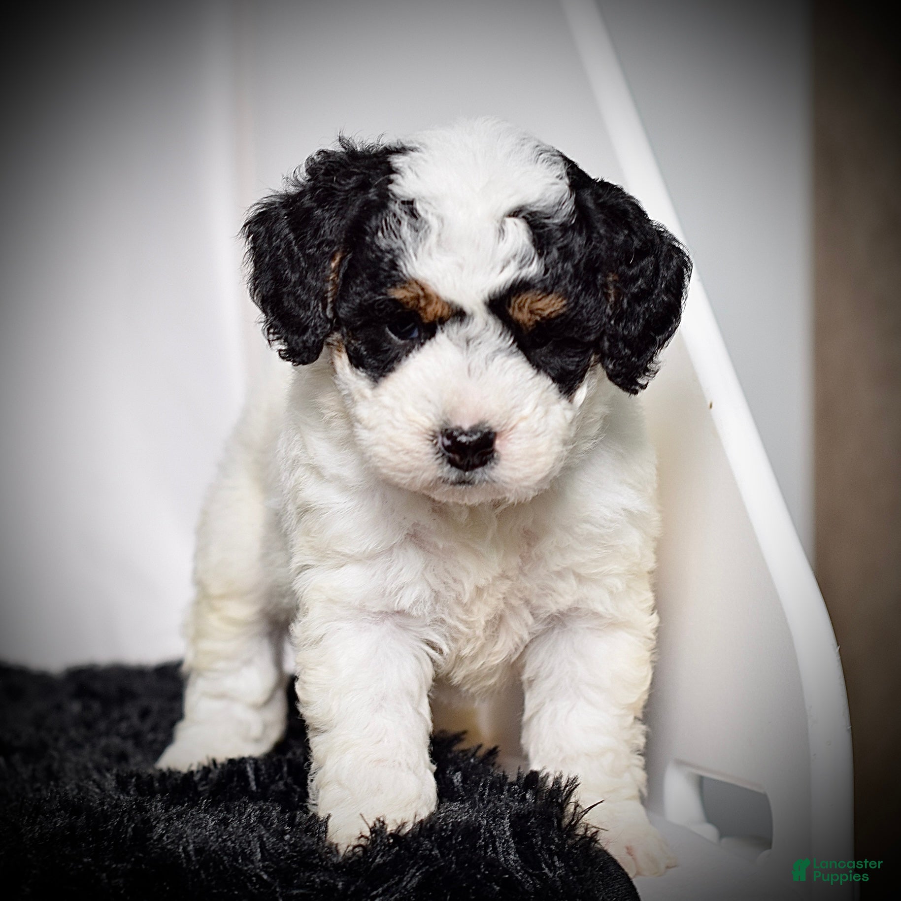 Mini Goldendoodle dogs for sale: Ms. Kida - Ad 6