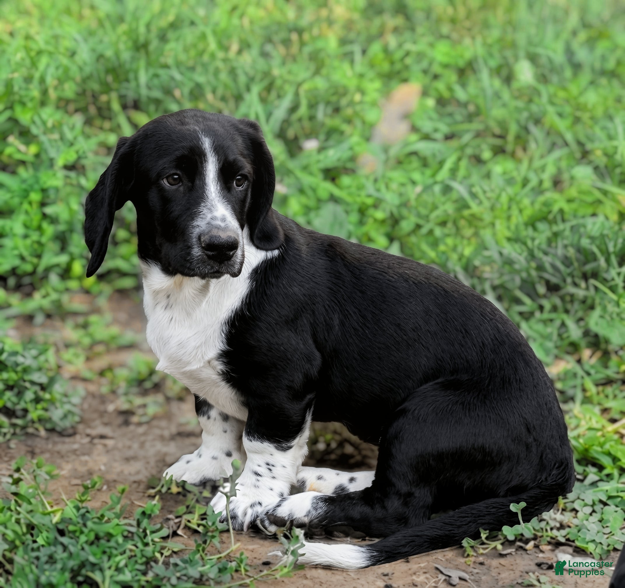 Basset Hound dogs Morrigan - Ad 30