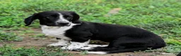 Basset Hound dogs for sale: Morrigan - Ad 1