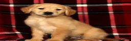 Golden Retriever dogs for sale: Rambo - Ad 4