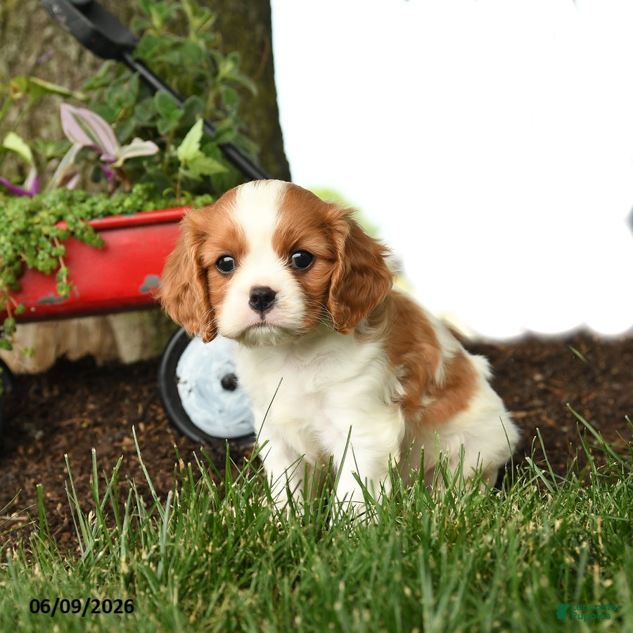 Cavalier King Charles Spaniel dogs for sale: Malachi - Ad 3