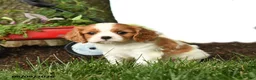 Cavalier King Charles Spaniel dogs for sale: Malachi - Ad 1