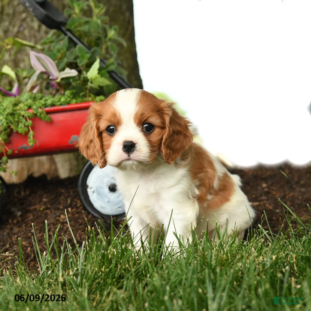 Cavalier King Charles Spaniel dogs for sale: Malachi - Ad 1
