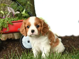 Cavalier King Charles Spaniel dogs for sale: Malachi - Ad 3
