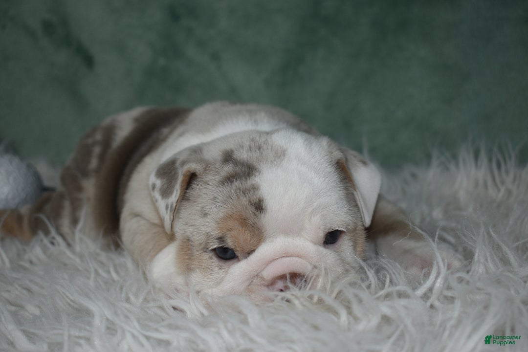 English Bulldog dogs for sale: Annabella  - Ad 2