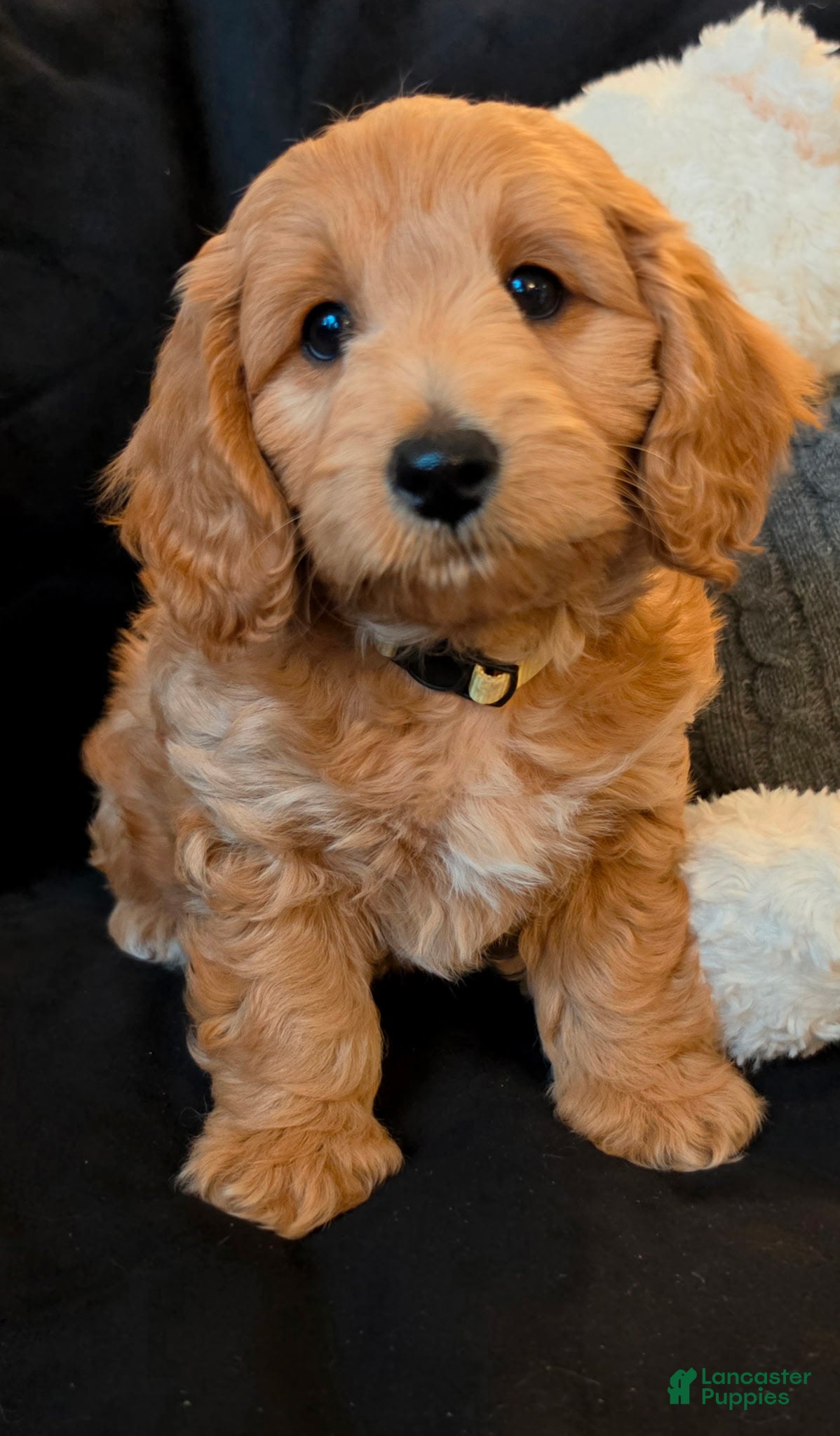 Mini Goldendoodle dogs  Leo - Male - Ad 1
