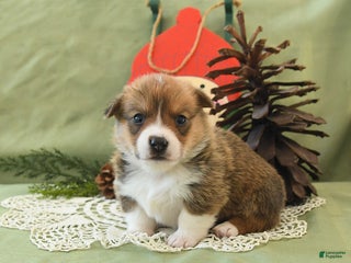 Welsh Corgi Pembroke dogs Pete - Ad 40