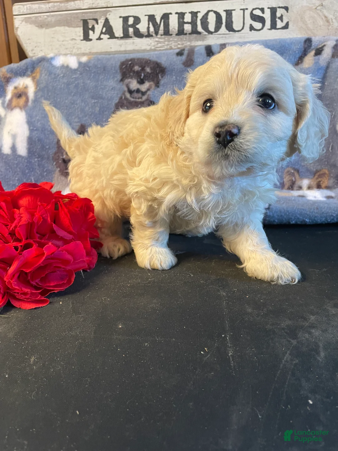 Miniature Poodle dogs for sale: Biscuit - Ad 4