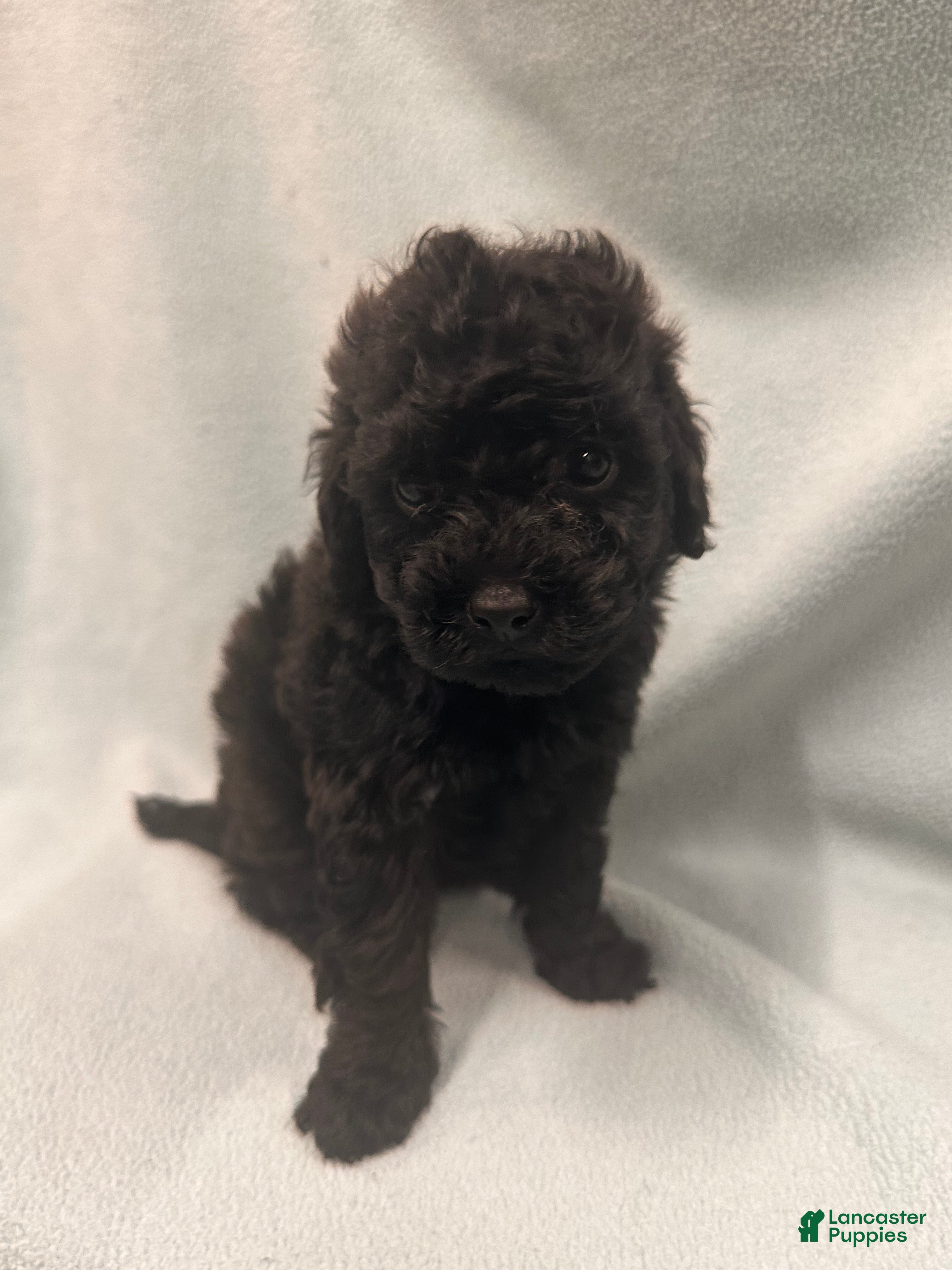 Toy Poodle dogs Toy Poodle 4 - Ad 1