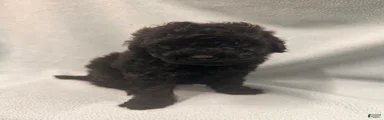 Toy Poodle 4