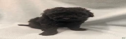 Toy Poodle dogs for sale: Toy Poodle 4 - Ad 1