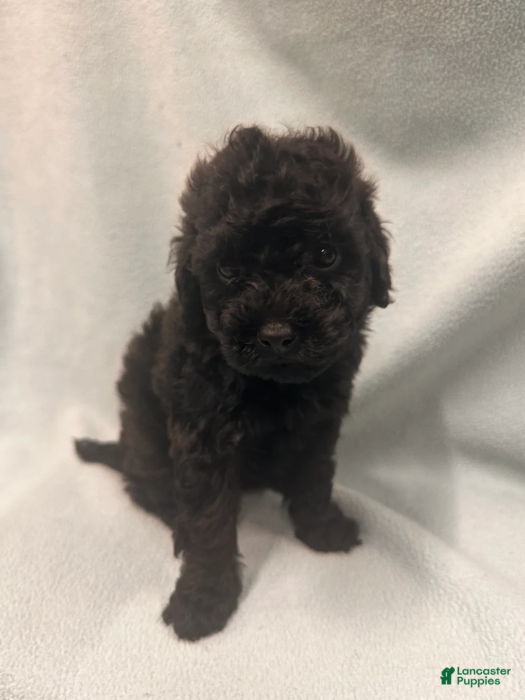 Toy Poodle dogs for sale: Toy Poodle 4 - Ad 1