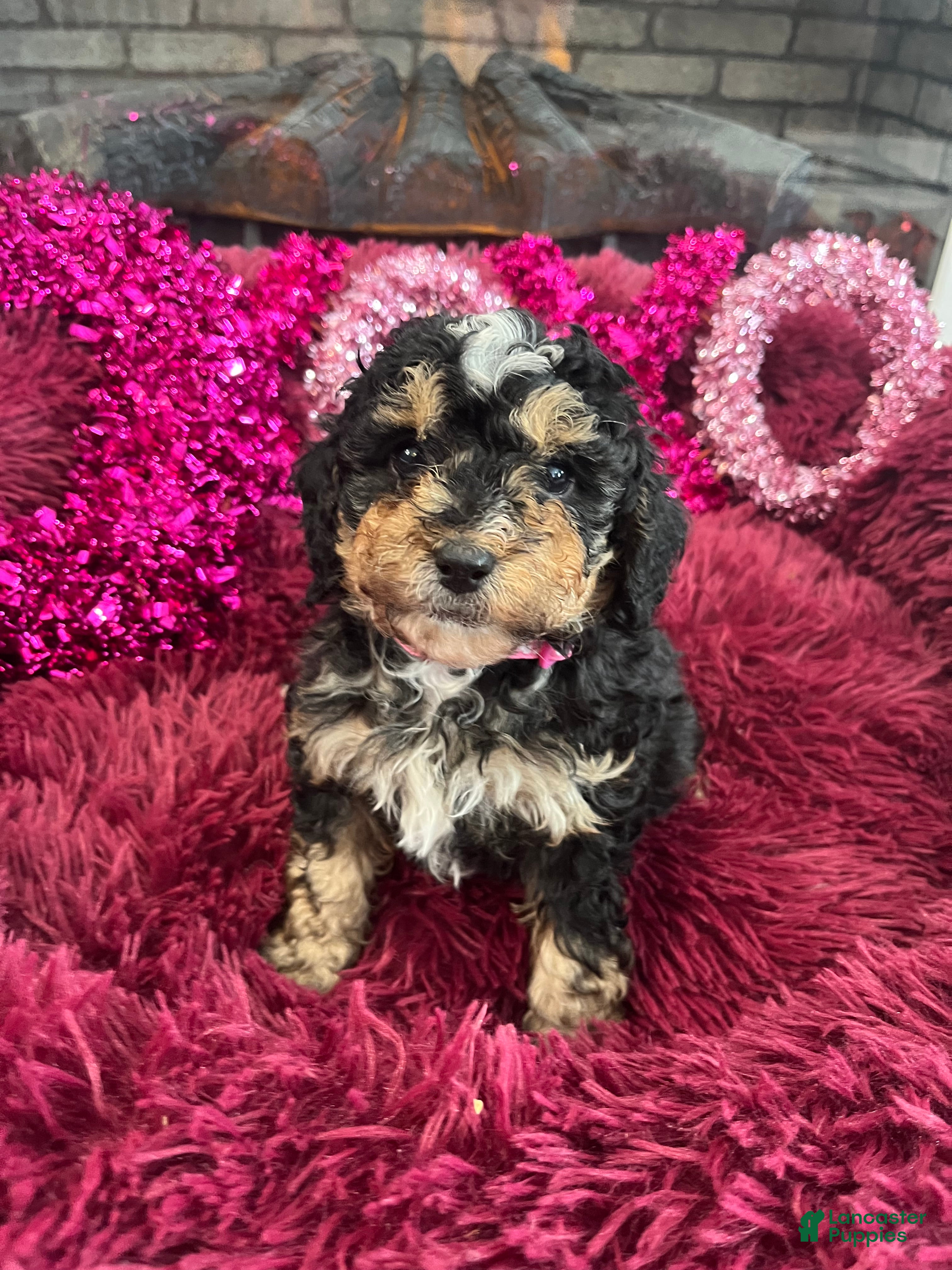 Mini Bernedoodle dogs Tequila  - Ad 41