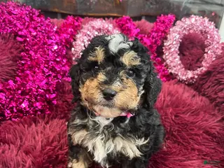 Mini Bernedoodle dogs Tequila - Ad 41