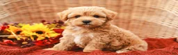 Maltipoo dogs for sale: Jasmine - Ad 3