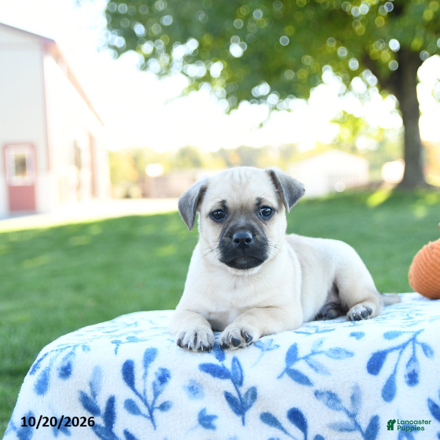 Jug dogs for sale: Acorn - Ad 2