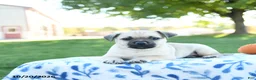 Jug dogs for sale: Acorn - Ad 2