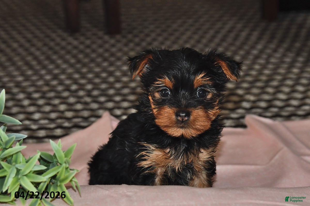 Yorkshire Terrier dogs Mocha - Ad 2