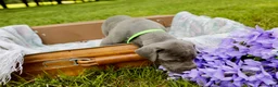 Great Dane dogs for sale: Willington - Ad 7
