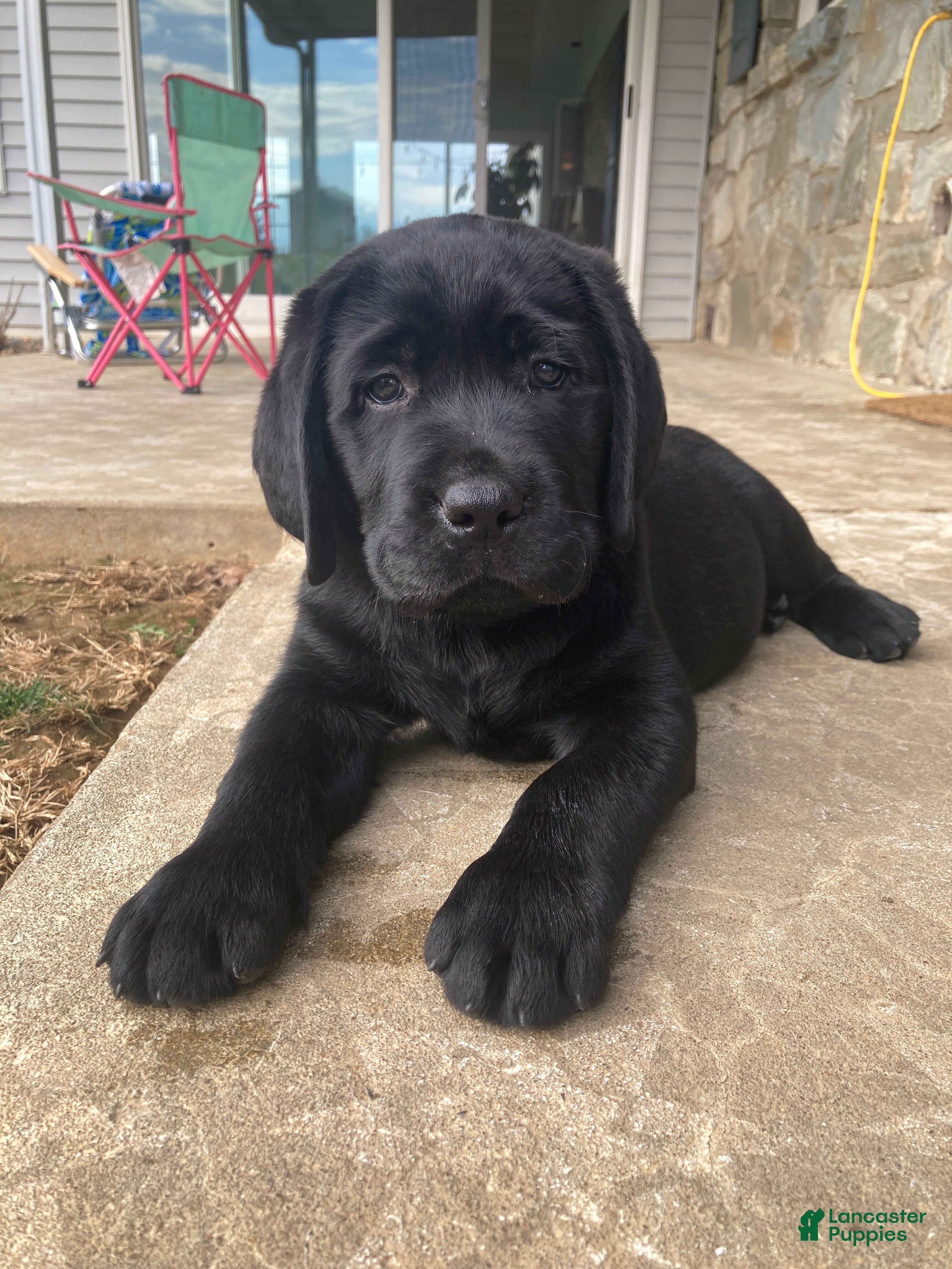 Labrador Retriever dogs Hero - Ad 1