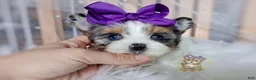 Morkie dogs for sale: Rare Blue Eyed Sina - Ad 5